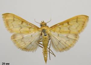 P.balteata.%20�����