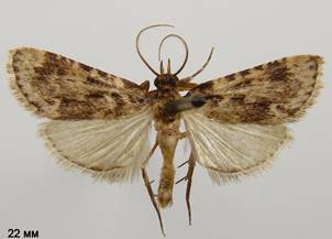 A.caprealis_1