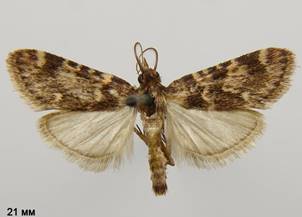 A.caprealis_2