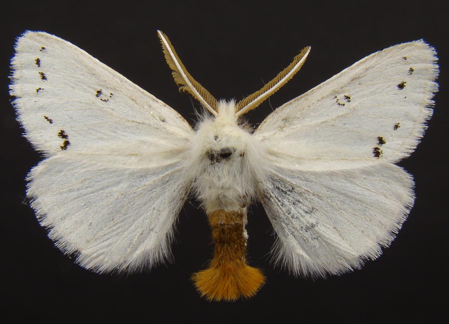 Fleur шелкопряд. Euproctis chrysorrhoea. Тутовый шелкопряд бабочка. Волнянка Ивовая. Златогузка (Euproctis chrysorrhoea).