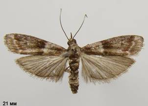C.bistriga