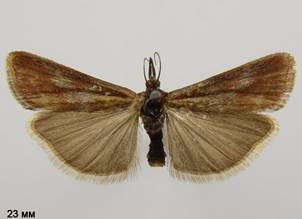H.lignella_1