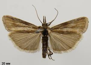 H.lignella_3
