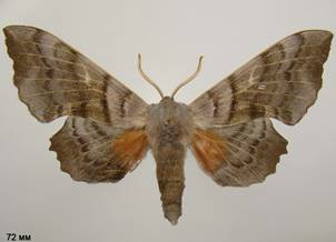 L.populi_18